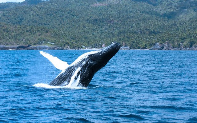 Whale Watching Tours in Samana Bay Dominican Republic.