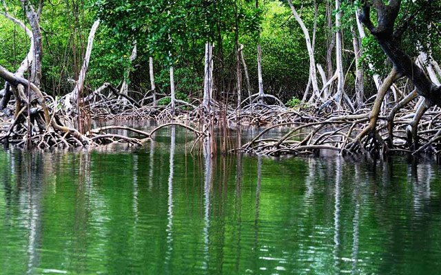 Samana Day Trips to Los Haitises National Park Mangroves.